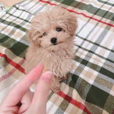 a small brown dog sitting on top of a blanket next to a person's hand