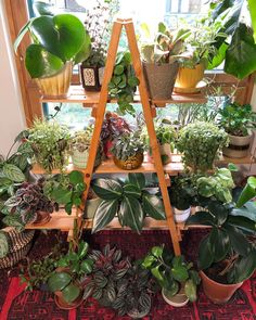 a shelf filled with potted plants on top of a red rug next to a window