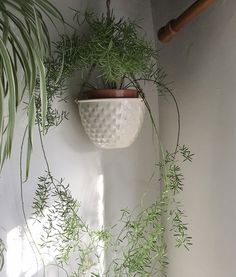 a potted plant hanging from the side of a wall