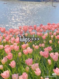 pink tulips are blooming in front of a body of water with the words tulips above them