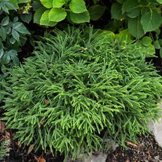 a close up of a plant with green leaves in the background and rocks on the ground next to it