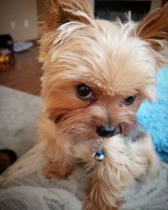 a small brown dog sitting on top of a couch