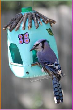 a blue bird sitting on top of a bird feeder