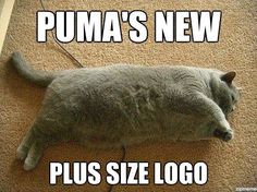 a gray cat laying on top of a carpet next to a sign that says puma's new plus size logo