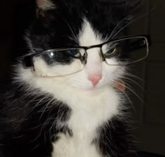 a black and white cat wearing glasses looking at the camera