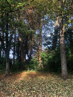 an area with many trees and leaves on the ground