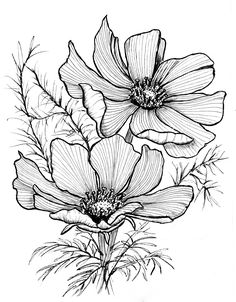 black and white drawing of three flowers