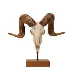 a ram's head with long horns on a wooden stand