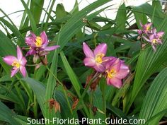 some pink flowers are growing in the grass