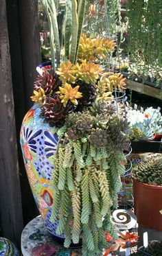 an assortment of succulents and other plants in pots