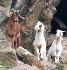 three goats are standing on some rocks and looking up at the camera while another goat stands in front of them