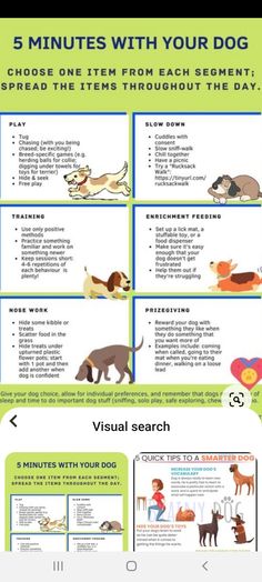 the 5 minutes with your dog poster is displayed on a tablet screen, and features instructions for