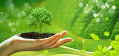 a person's hand holding a small tree in the middle of a green field