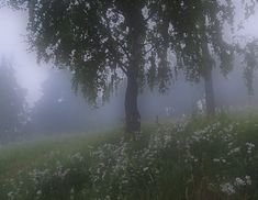 a foggy field with trees and flowers in the foreground