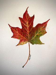 a single red leaf on a white background