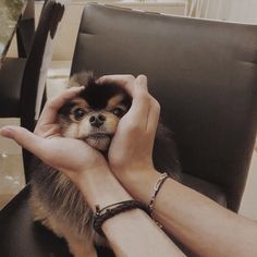 a small dog sitting on top of a black chair next to a person's hand