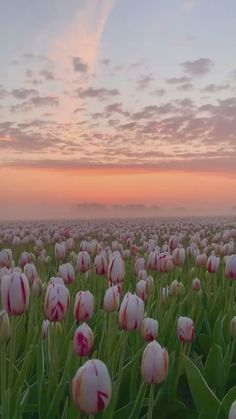 a field full of pink tulips with the sun setting in the distance behind them