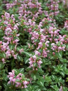 small pink flowers are growing in the grass