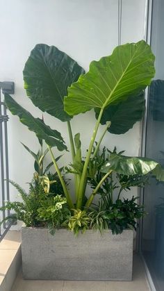 a planter filled with lots of green plants