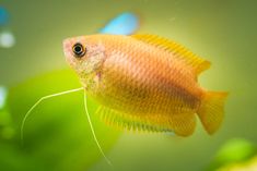 a small yellow fish in an aquarium looking at the camera