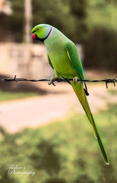 a green parrot sitting on top of a barbed wire