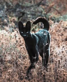 a black cat is standing in the tall grass