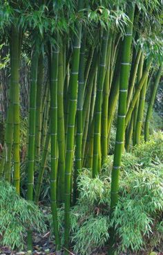 the tall bamboo trees are growing in the forest