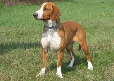 a brown and white dog standing on top of a lush green field