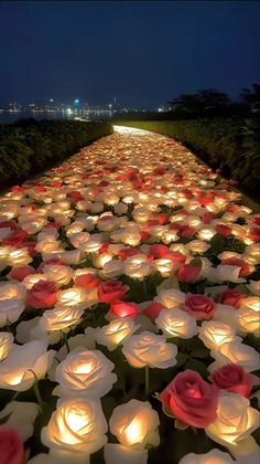 many white and red flowers with lights in the middle of them, all lit up at night