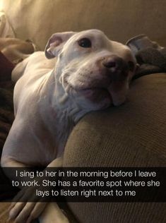 a white dog laying on top of a couch