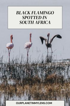 three flamingos are standing in the water with their wings spread