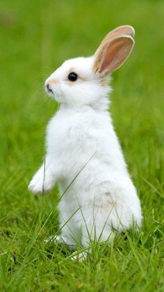 a small white rabbit standing on its hind legs in the grass with it's front paws up