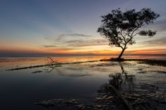 a tree sitting on top of a sandy beach next to the ocean at sunset or dawn