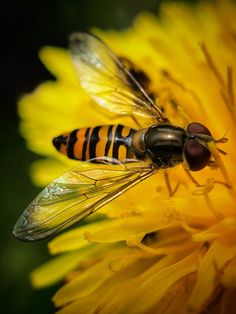 a fly sitting on top of a yellow flower