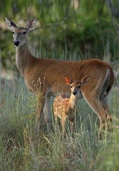 an adult deer standing next to a baby deer in tall grass with trees in the background