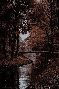 a bridge over a river in the middle of a forest with lots of trees and leaves