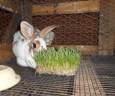 a rabbit eating grass in its cage