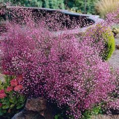 purple flowers are blooming in the garden