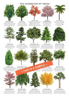 the different types of trees that you can see in this poster, and what they are labeled