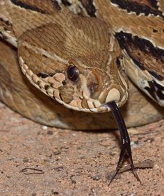 a close up of a snake on the ground