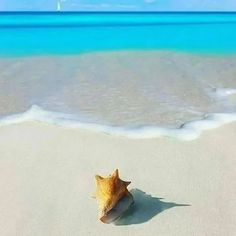 a seashell on the beach with blue water in the background