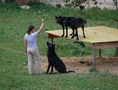 a woman standing next to two black dogs on top of a wooden platform in the grass