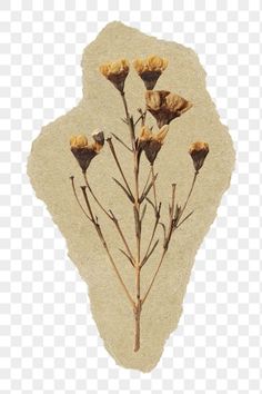 dried flowers on a piece of paper with no background, hd png and psd