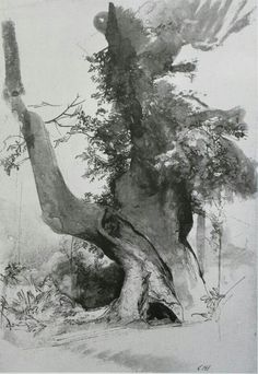 black and white drawing of an old tree