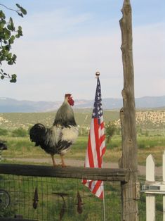 a chicken standing on top of a fence next to an american flag and the words let freedom ring