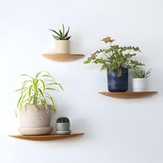 three shelves with plants on them against a white wall