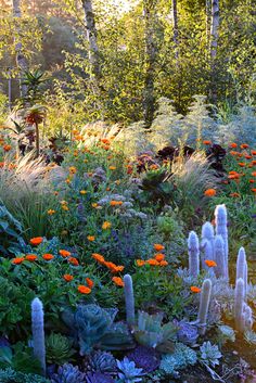 an assortment of plants and flowers in a garden with sunlight shining through the trees behind them