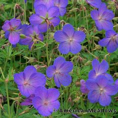 some purple flowers are growing in the grass