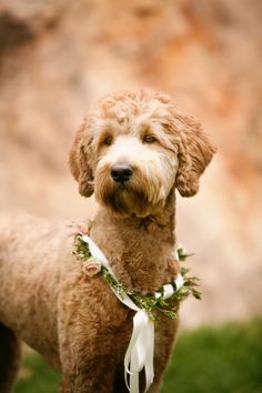 a brown dog wearing a white ribbon around it's neck is standing in the grass