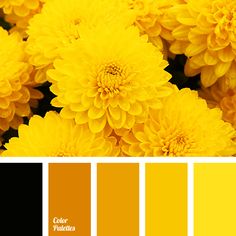 yellow flowers are arranged in the color scheme